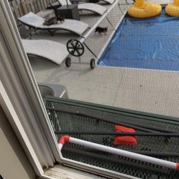 Yorkshire Terrier Puppies from Missy Lu Lap Puppies