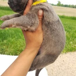 German Shepherd Puppies from Horizon Lane German shepherds