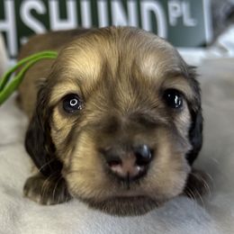 Green boy - Cream male Dachshund puppy in Mt Sterling, Ohio from Murphy's 4 paws and a tail