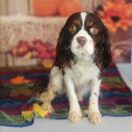Hazel - Cavalier King Charles Spaniel