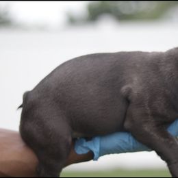 French Bulldog Puppies from Finest Frenchies