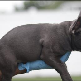 French Bulldog Puppies from Finest Frenchies