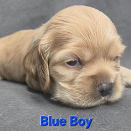 Blue - Buff male Cocker Spaniel puppy in Lebanon, Missouri from Spring Hollow Cocker Spaniels