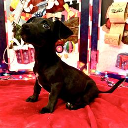 Doc Holiday - White and black male Russell Terrier puppy in Great Falls, Montana from VS Golden Fields