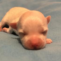 Romeo - White male Morkie puppy in Fall River, Massachusetts from Exquisite Babydoll Morkies and Yorkies