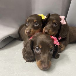 Dachshund Puppies from Dreaming of Dachshunds