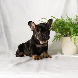 French Bulldog and Pug Puppies from FurEver Canine