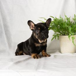 French Bulldog and Pug Puppies from FurEver Canine
