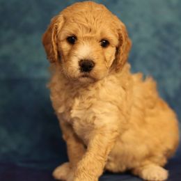 Goldendoodle Puppies from Ouachita Gold Diggers