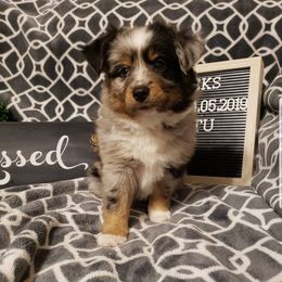 Miniature Australian Shepherd Puppies from Wilkers Wholehearted Mini Aussies