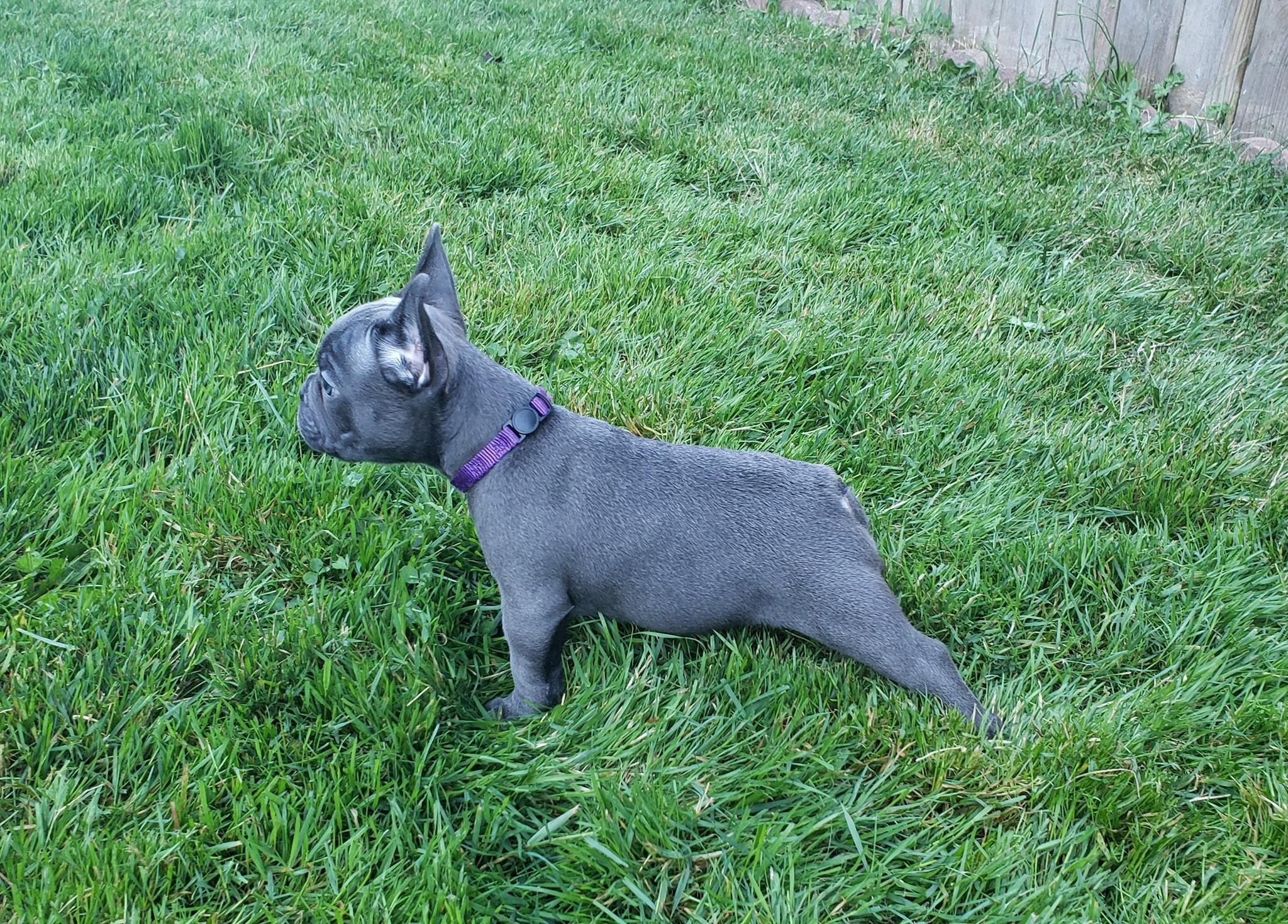 Emerald city sale blue frenchies