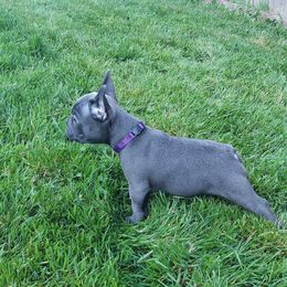 French Bulldog Puppies from Emerald City Blue Frenchies