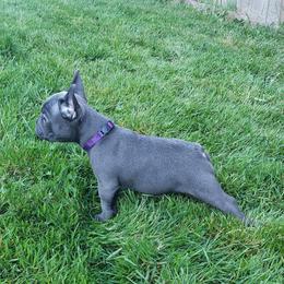 French Bulldog Puppies from Emerald City Blue Frenchies