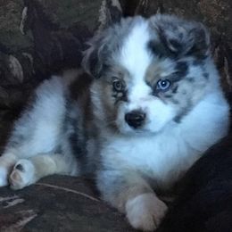 Toy Australian Shepherd Puppies from Double M Toy and Mini Aussies