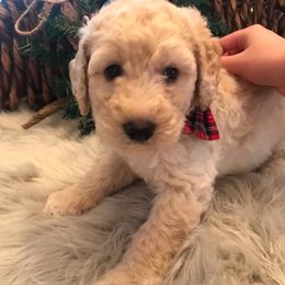 Poodle Puppies from Southern Standards Standard Poodles