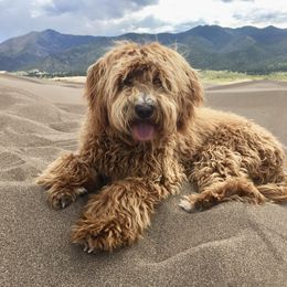 Calhoun - Goldendoodle