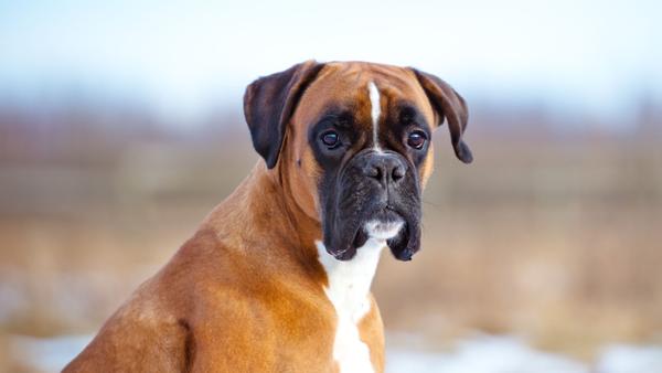 Find Boxer puppies for sale