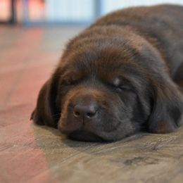 Labrador Retriever Puppies from Farmhouse Labradors