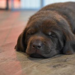 Labrador Retriever Puppies from Farmhouse Labradors