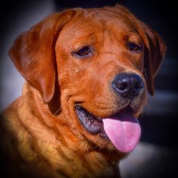 Labrador Retriever adult dog