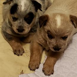 Australian Cattle Dog Puppies from Blue Coyote Ranch