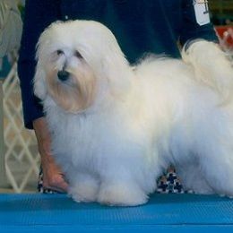 Biewer Terrier and Havanese All Grown Up from Lordocs