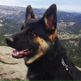 German Shepherd Puppies from Lost Creek German Shepherds