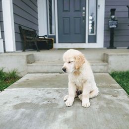 Golden Retriever Puppies from Sleepy Morning Golden's
