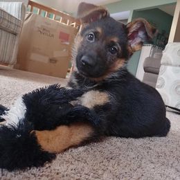 German Shepherd Puppies from Vom Musselman