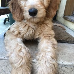 Bernedoodle and Goldendoodle Puppies from O'Dells Doodles