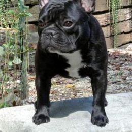 Banjo - French Bulldog