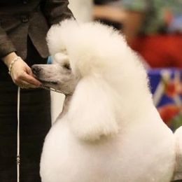 Bear - Poodle