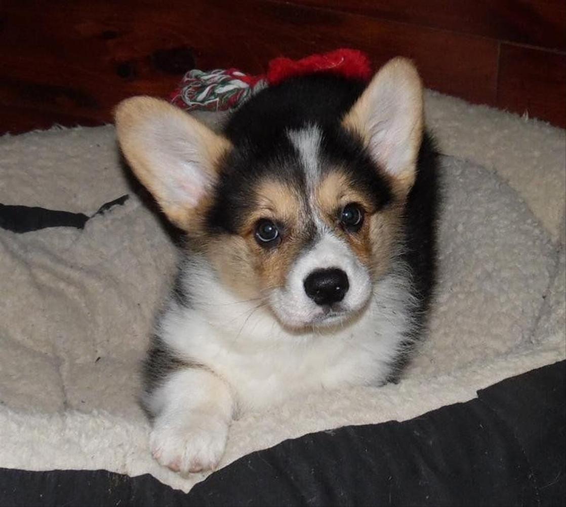 Corgi Puppies: Is a Corgi Puppy a Good Family Dog? – Wild One