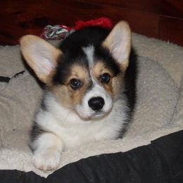 Pembroke Welsh Corgi Puppies from Let Alone Creek Farm Corgis
