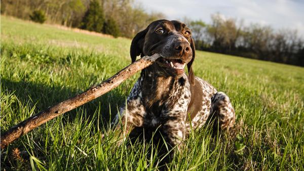 Find German Shorthaired Pointer puppies for sale near Monroe, LA