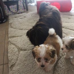 Gemstone Havanese breeder of 