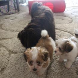 Gemstone Havanese breeder of 