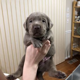 Labrador Retriever Puppies from KMC Gun Dogs