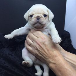 Boston Terrier and Pug Puppies from Menagerie Magnifique