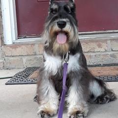 Dylan - Miniature Schnauzer