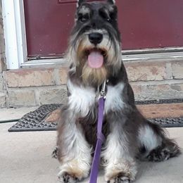 Dylan - Miniature Schnauzer