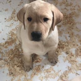 Labrador Retriever Puppies from Cary Labradors
