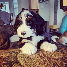 Bernedoodle Puppies from Alpine Bernedoodles
