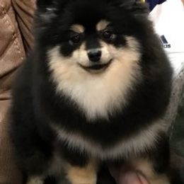 Mia - Pomeranian