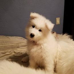Samoyed Puppies from Wintersong Samoyeds