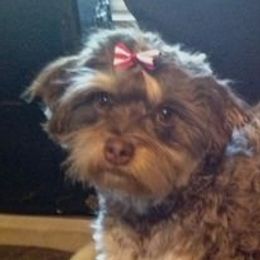 Havanese adult dog