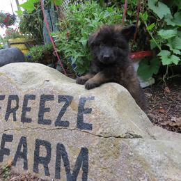 German Shepherd Puppies from Freeze Farms