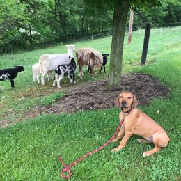 Rhodesian Ridgeback Puppies from Whirlaway Rhodesian Ridgebacks