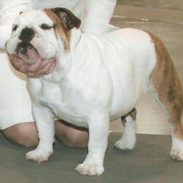Bulldog All Grown Up from Scott's Bulldogs