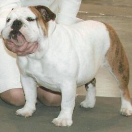 Bulldog All Grown Up from Scott's Bulldogs